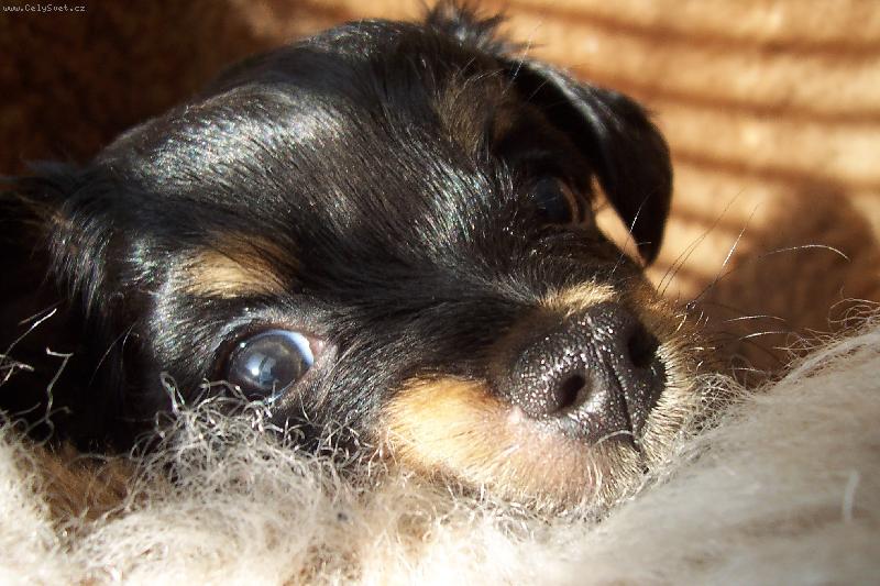 Foto: Am�lka-N�e ro��anda - 2 m�s�ce