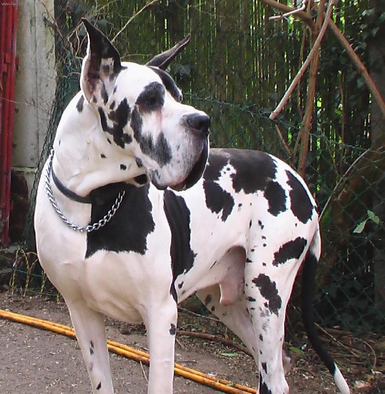 Foto: Roger de Misandre