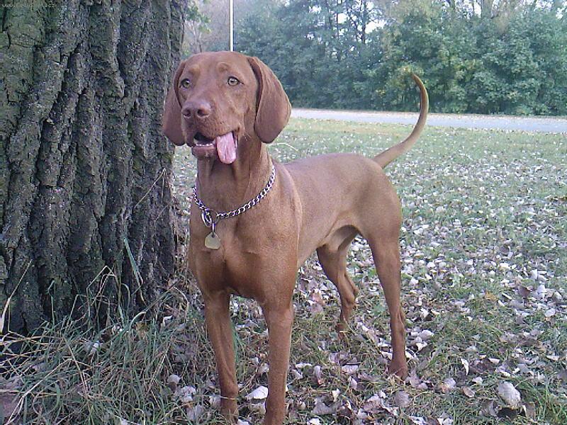 Foto: Vid�m zaj��ka....-Faust z Blanensk�ch les�