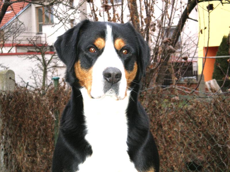 Foto: Dynno-na stole