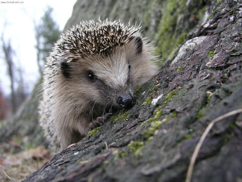 Foto: je�k-je�ek