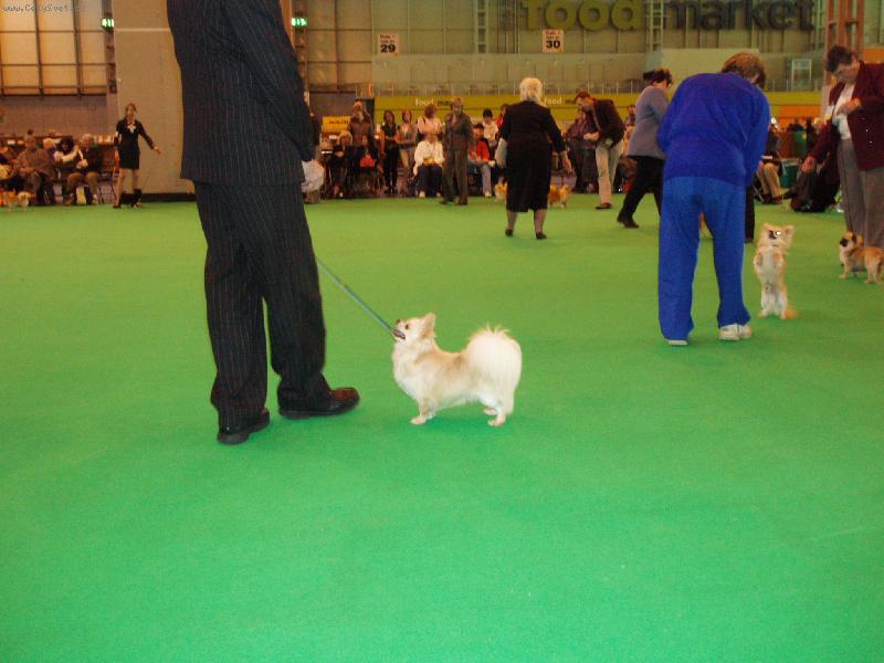 Foto: Z n�v�t�vy v�stavy Crufts 2007