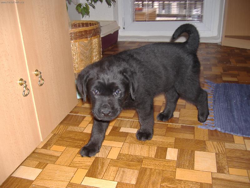 Foto: Sid-k��enec Labrou�e a Rotvajlera
