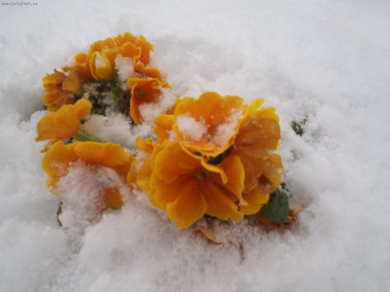 Foto: Primula vulgaris