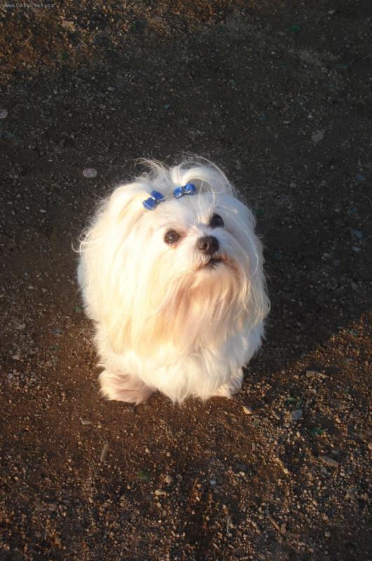 Foto: Malt�zsk� ps�k-N� Dixi