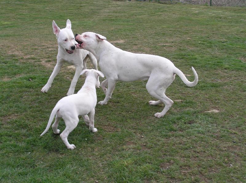 Foto: Pacha,Diablo a Cloe