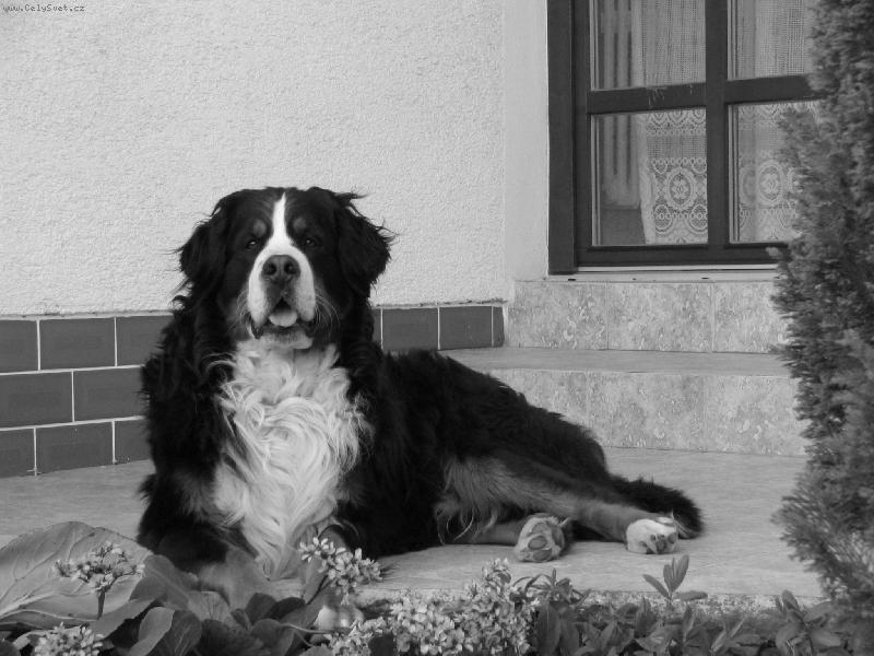 Foto: Azor from Billabongfarm-poza na terase...