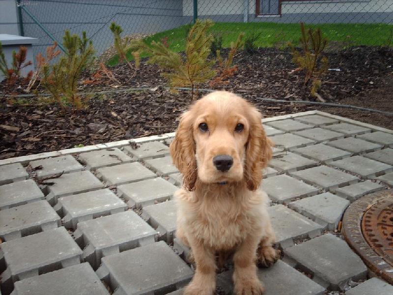 Foto: Tony-4 m�s�ce