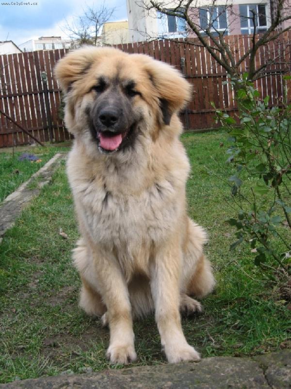 Foto: Leonberg�ice Pinkav�-Borinka