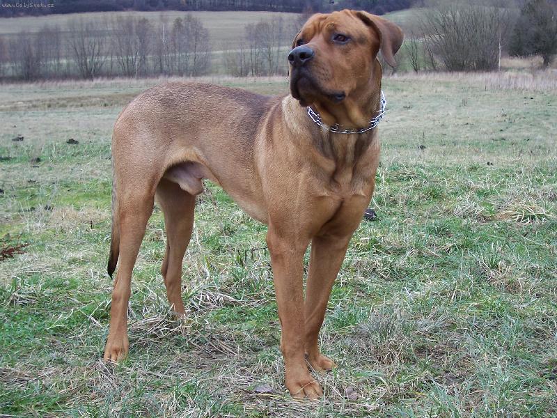 Foto: Cayroschi Diamant severu