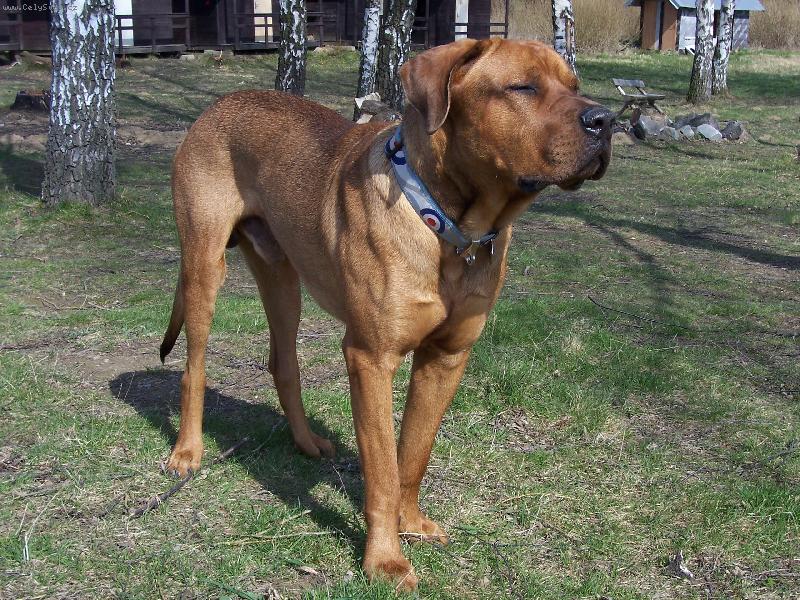 Foto: Cayroschi Diamant severu