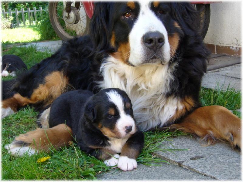 Foto: Amadeus a mam�ou