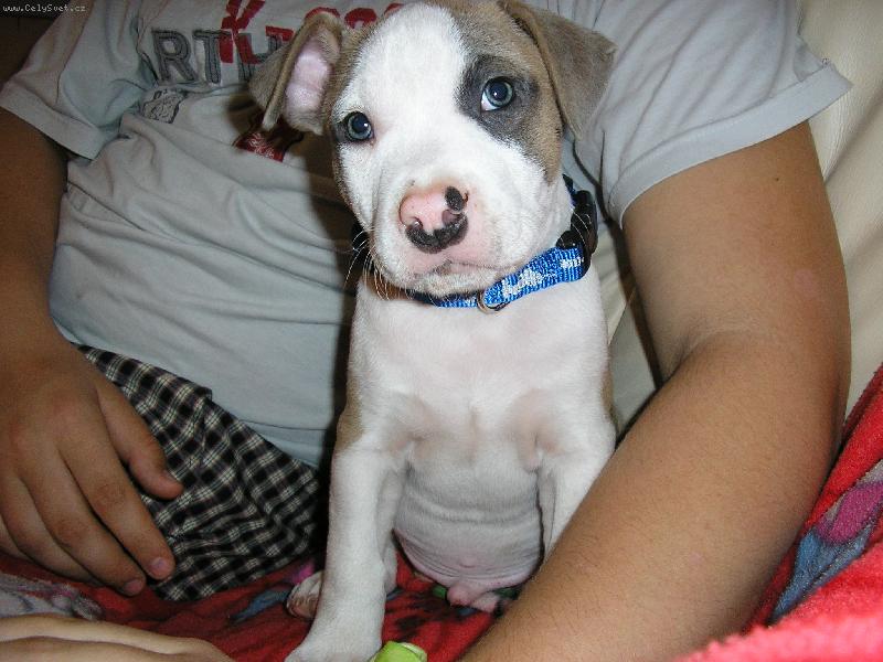 Foto: BRUS - zlat��ko