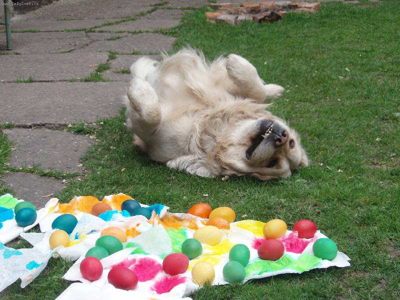 Foto: j� ty vejce rozv�l�m!-....ale nerozv�lel :)......