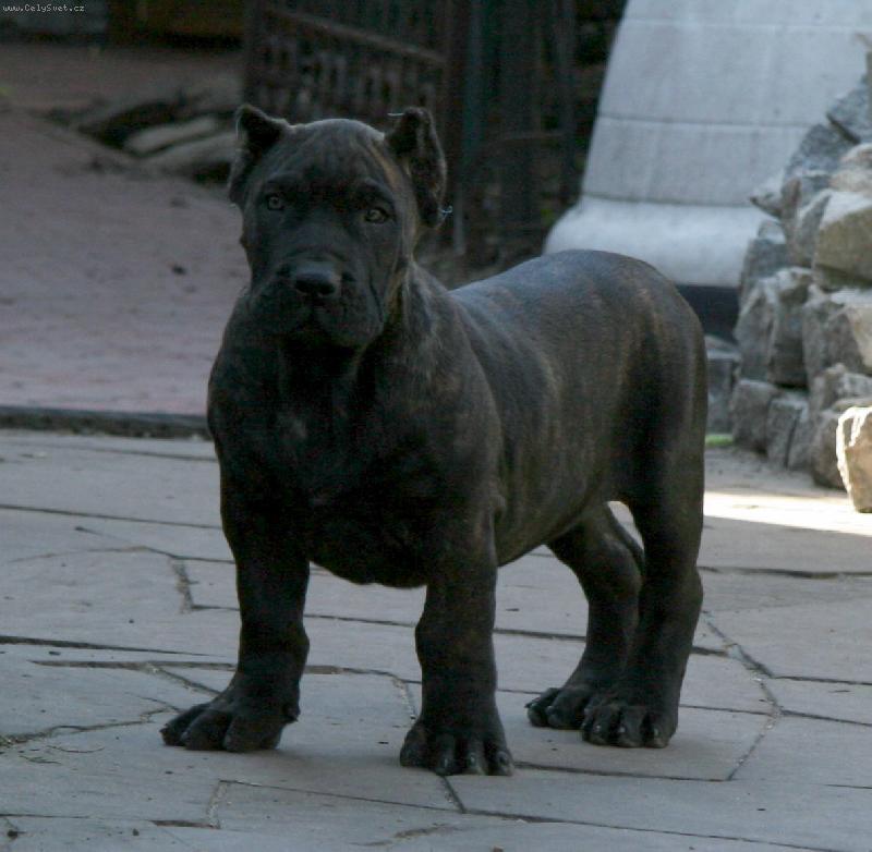 Foto: Maserati Barnacan Bull