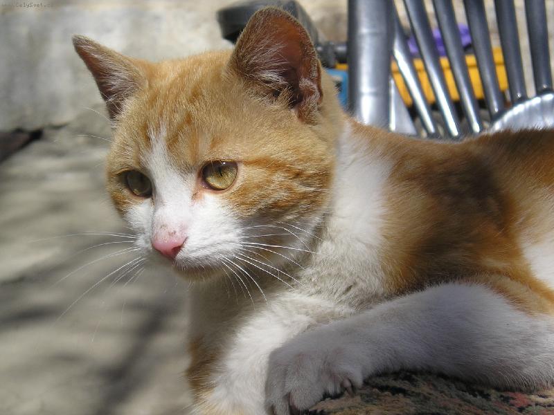 Foto: salem-salem na koberci