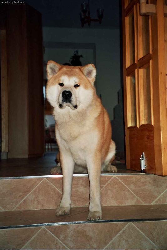 Foto: Dvoulet� Agasschi-Tady hl�d�m j�