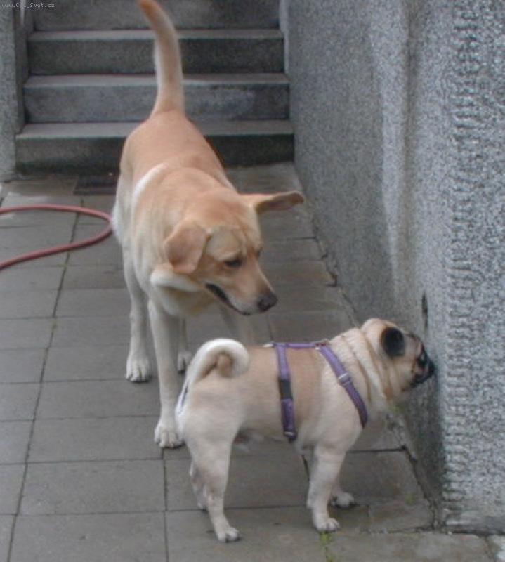 Foto: Bert�k Jakapa-Ar��(labrador) a Ber�as