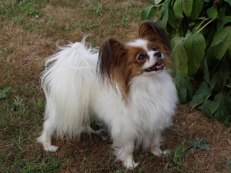 Foto: D�Artagnan de Pompadour