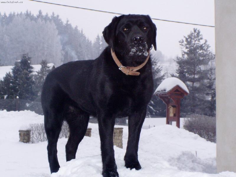 Foto: Haf�nek-V zim�