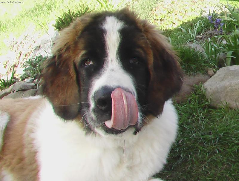 Foto: CADDY-4 m�s�ce