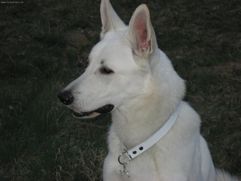 Foto: Albisek kouk�-Albis