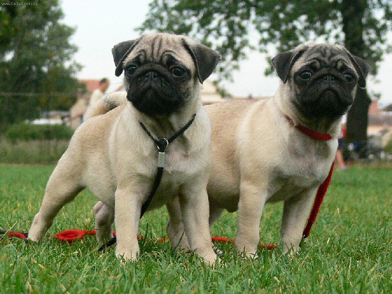 Foto: Kiwi a Kismet Pug ze Sametu-sest�i�ky ze Sametu