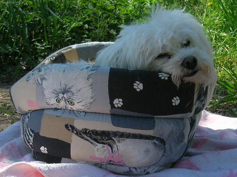 Foto: V pel�ku mi je nejl�pe..