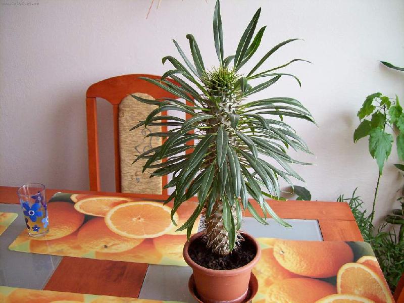 Foto: pachypodium