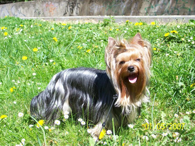 Foto: Bessy-www.jork-bessy.estranky.cz