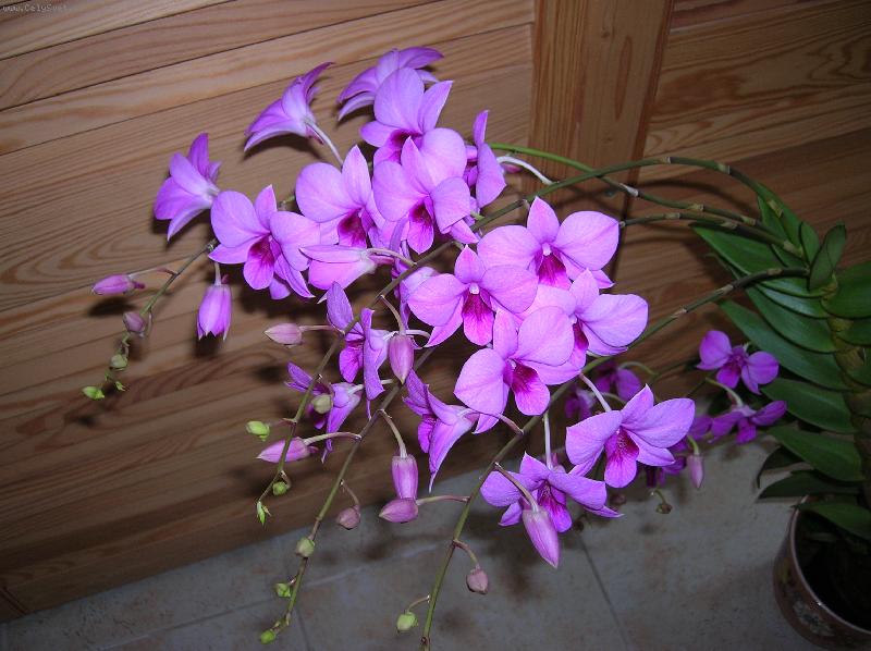 Foto: Dendrobium phalaenopsis