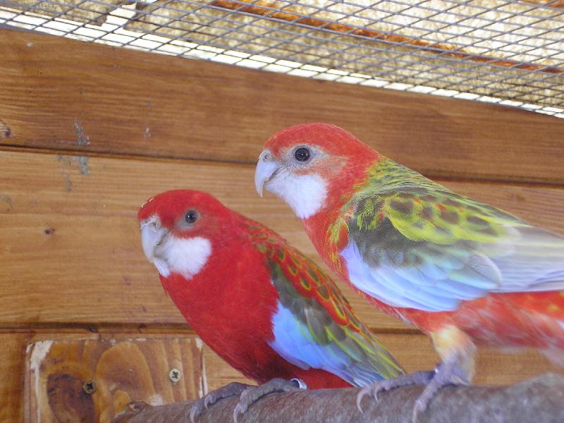 Foto: p�RE�EK-NEM� CHYBU