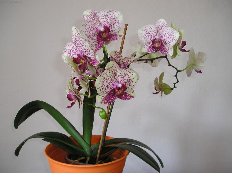 Foto: v prav� poledne-Falenopsis