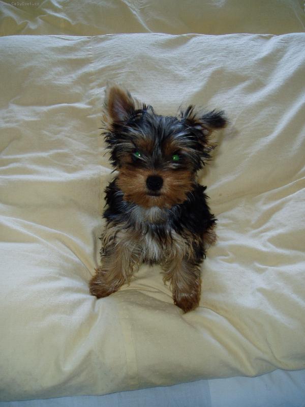 Foto: CHERRY-4 m�s��n� CHERRY