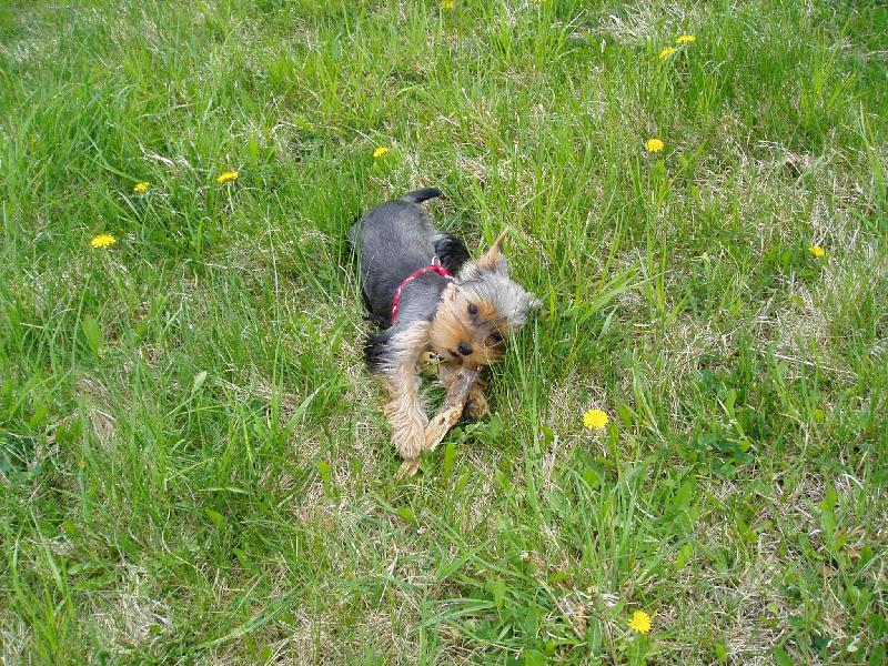 Foto: CHERRY-CHERRY s klac��kem