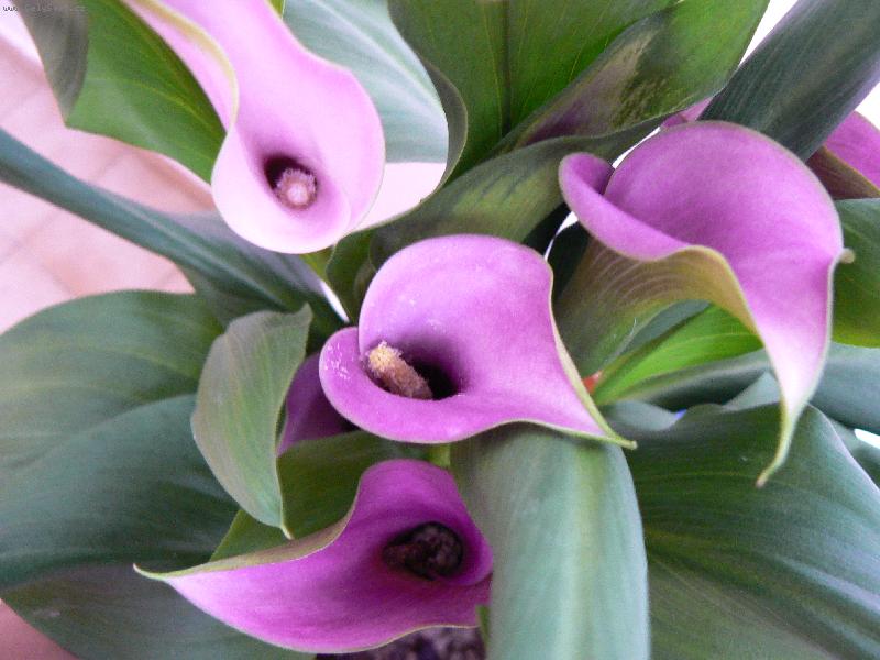 Foto: fialov� kala