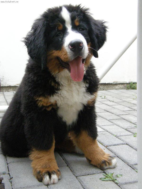 Foto: kasio (kasius)-n� kasik ve 3 m�s�c�ch