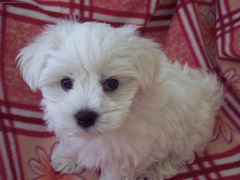 Foto: Abb�sek 2-And�l s ��bl�kem v t�le