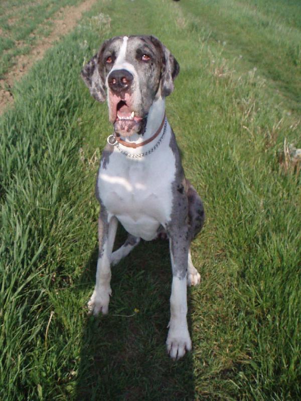 Foto: Bosanova Quincy Etc