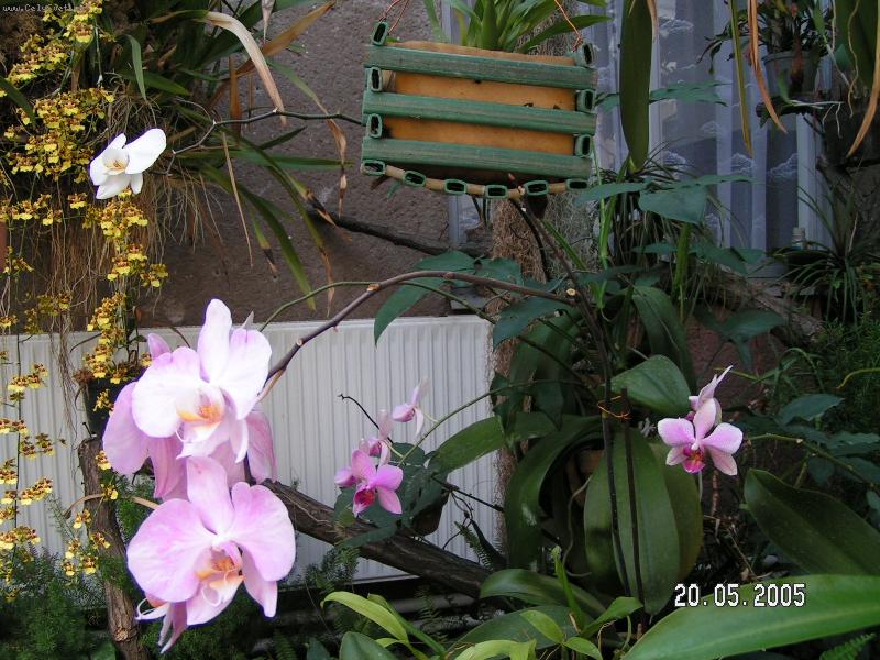 Foto: Anonym - tepl� sklen�k