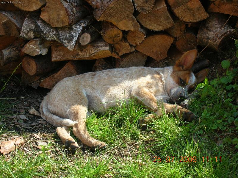 Foto: Australsk� hon�ck� pes