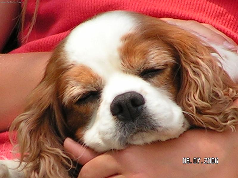 Foto: roztomile co???????