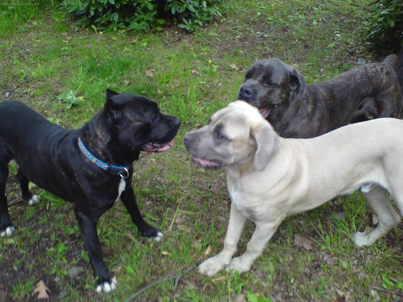 Foto: mia-cane corso