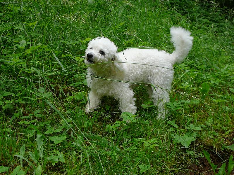 Foto: Tr�va mi taky chutn� :o)