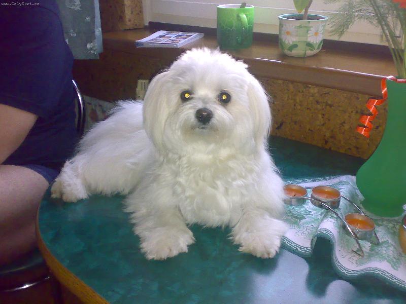 Foto: Sindynka-odpoledn� siesta