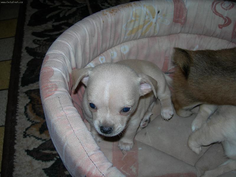 Foto: Franti�ek-Fr��a