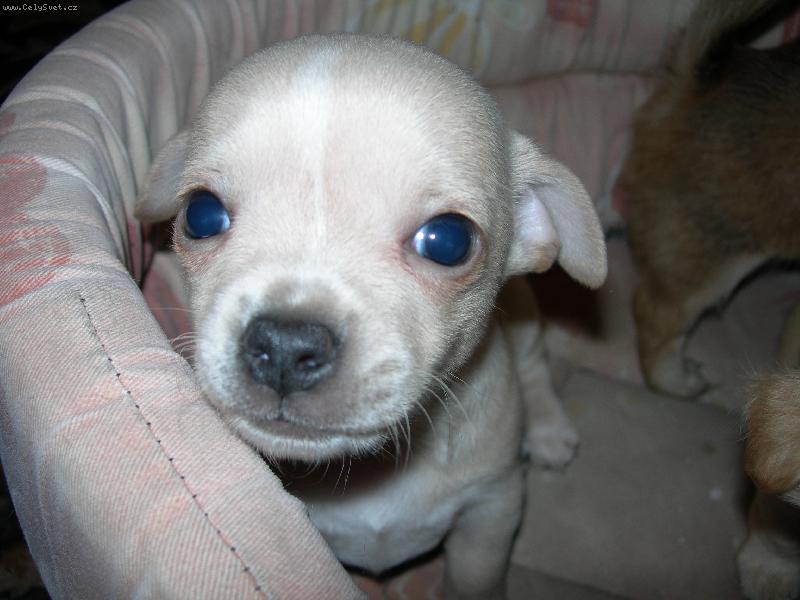 Foto: Franti�ek-Fr��a