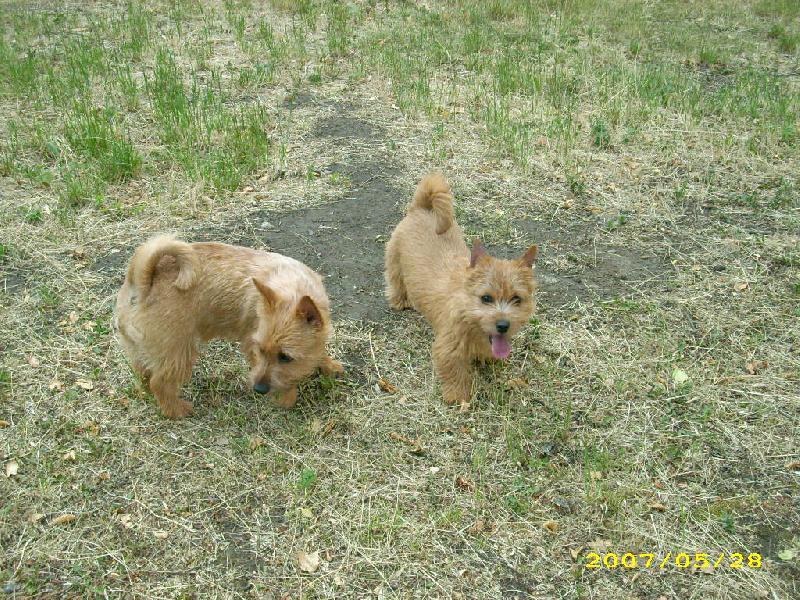 Foto: Cookie a Babeta