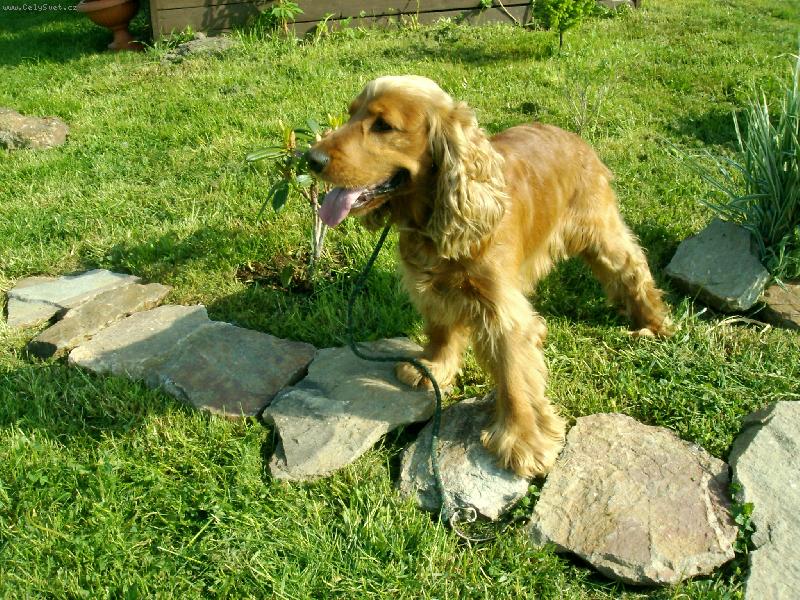 Foto: Anglick� kokr�pan�l