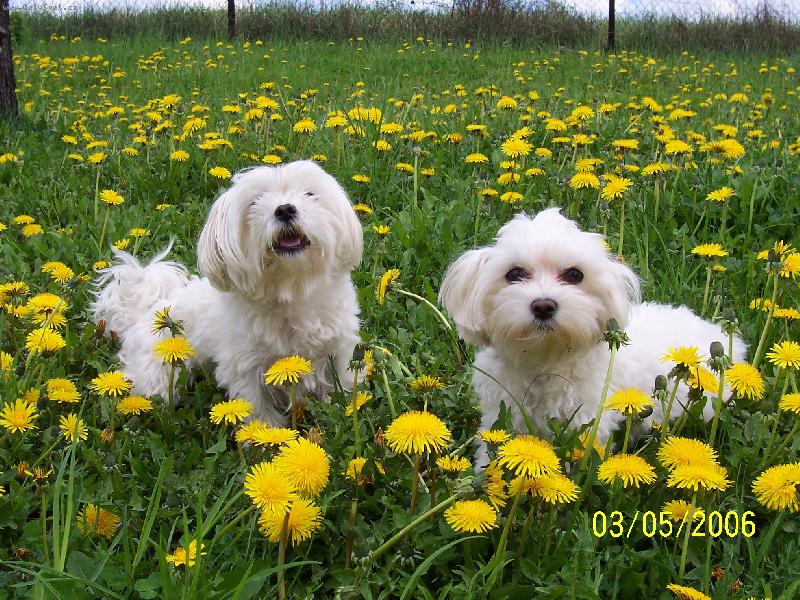 Foto:  Onyx a Ellizabeta-miluj� honi�ky v pampeli�kach